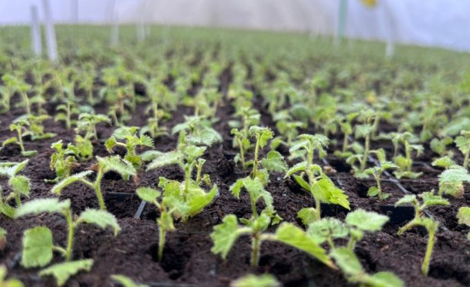 Mazi bērzu stādi iestādīti kūdras substrātā