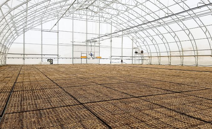 Piepildītas, sasētās un ar mulčējamo materiālu pārbērtas kasetes lielā un plašā siltumnīcā