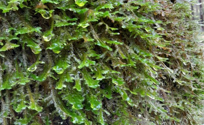 Šī gada sūna – īssetas nekera – uz koka stumbra