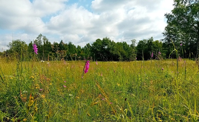 Jumstiņgladiola zaļā, ziedošā pļavā. Augam ir izteikti violeti rozā ziedi