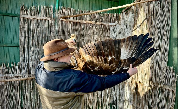 Ornitologs tur klinšu ergli ar kājām uz augšu, ar roku atvēris ērgļa plašo spārnu