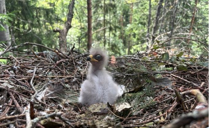 Aptuveni septiņas dienas vecs mazais ērglēns lielā ligzdā - ļoti pūkains, ar gaišāk pelēku ķermeni un tumšāk pelēku galvu, lielas acis un paliels dzeltens knābis ar tumšu galu