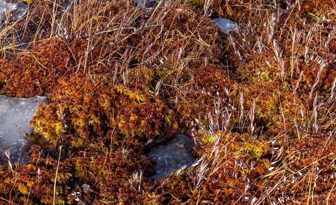 Purva augi ziemas laikā