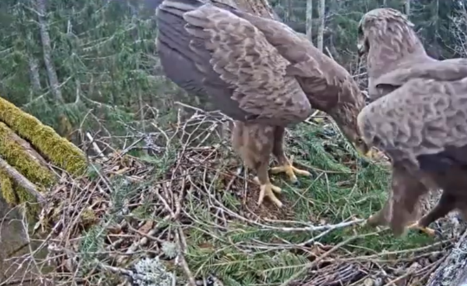 Divi mazie ērgļi ligzdā