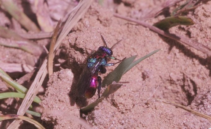 Krāšņlapsene smiltīs, saules apspīdēta, lapsenei metāliski violeta galva, zaļš ķermenis un silgti rozā apakšējā daļa